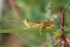 Pseudochorthippus parallelus parallelus